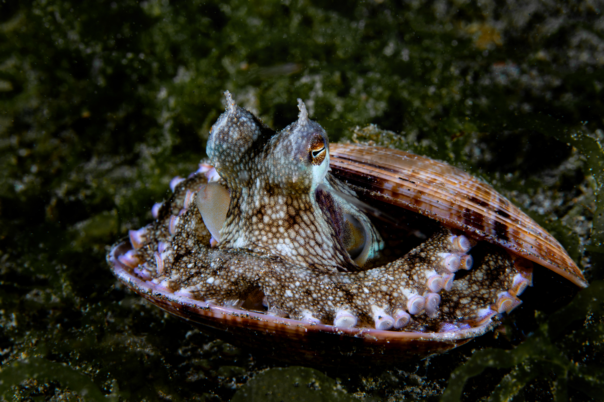 Coconut octopus